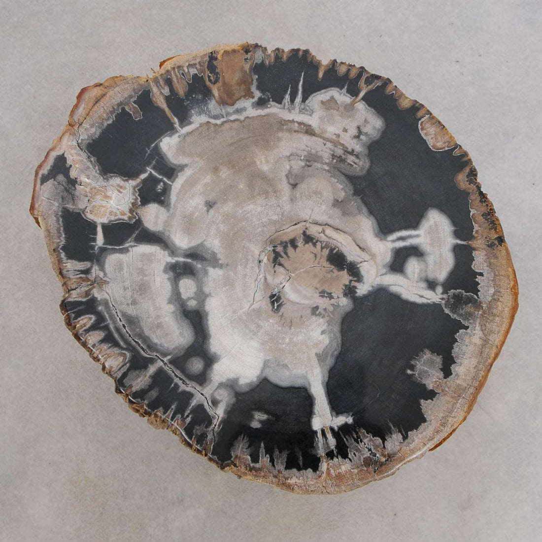 Tavolini Tronco in Legno Fossile: Design Geologico per Ambienti di Lusso Naturale