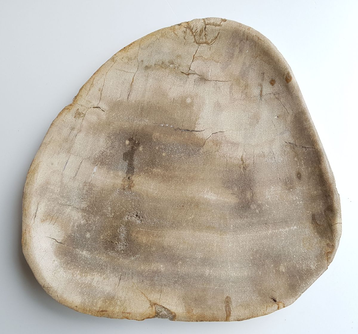 Piatto in legno fossile - 33004g