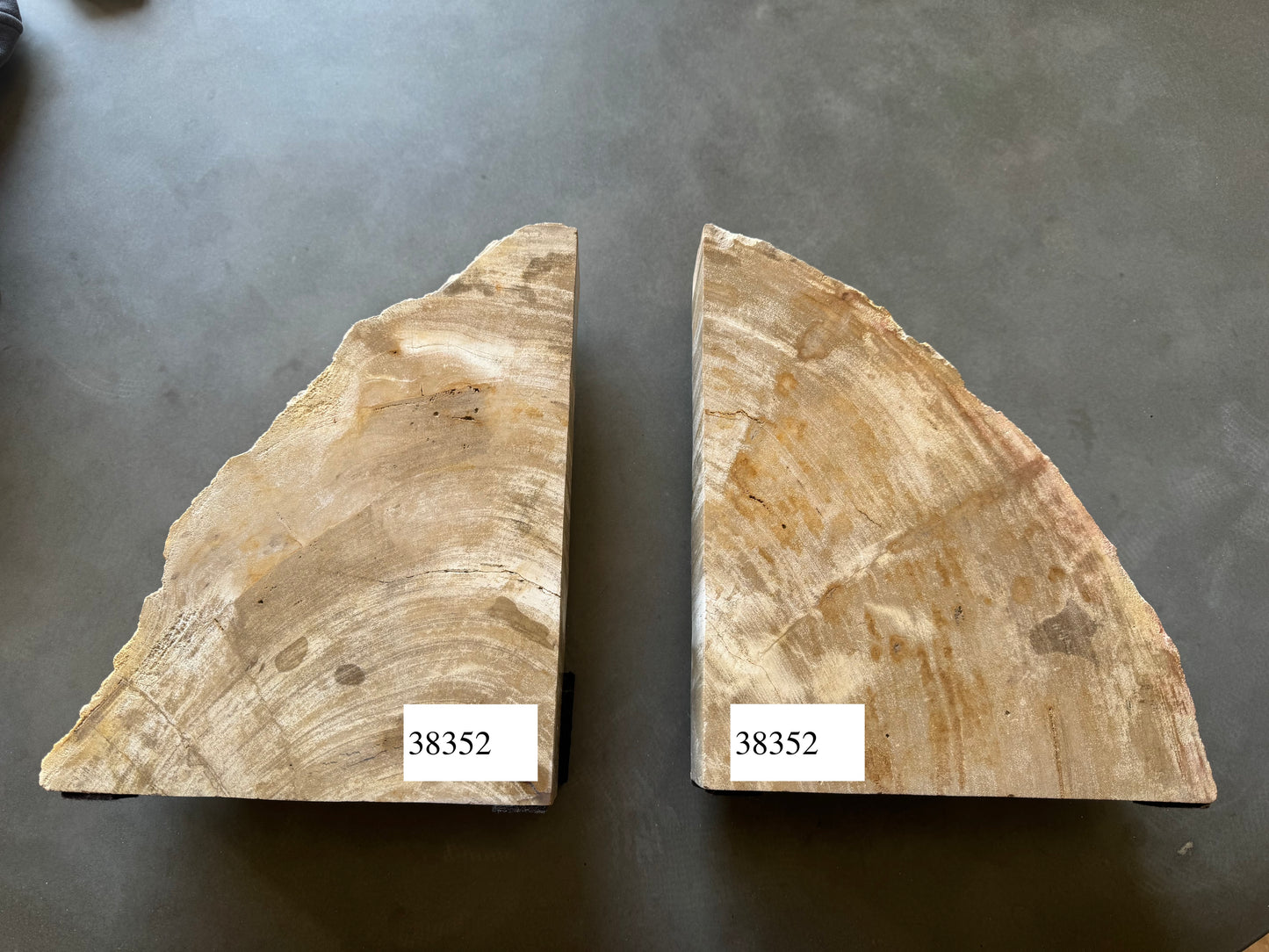 Coppia di fermalibri in legno pietrificato - 38352