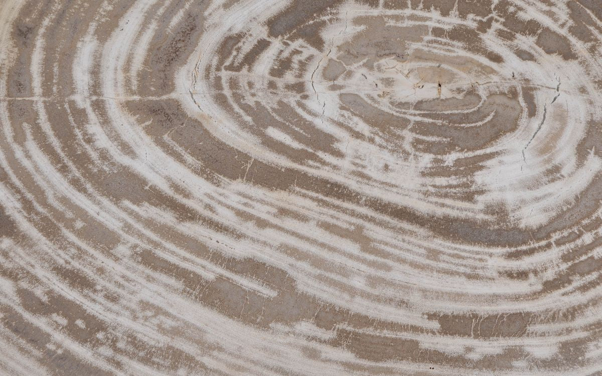 Lastra per tavolino in legno fossile - 42282h