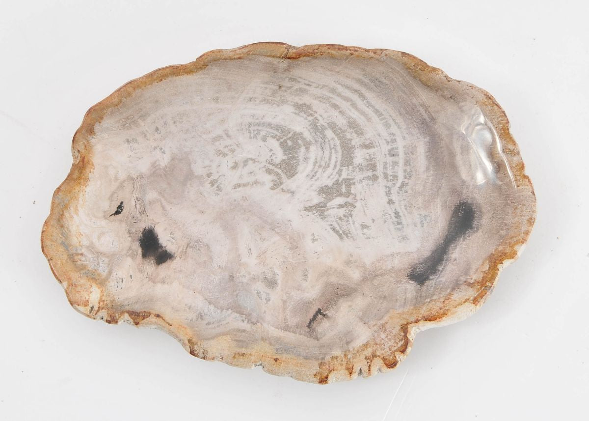 Piatto in legno fossile - 43076d