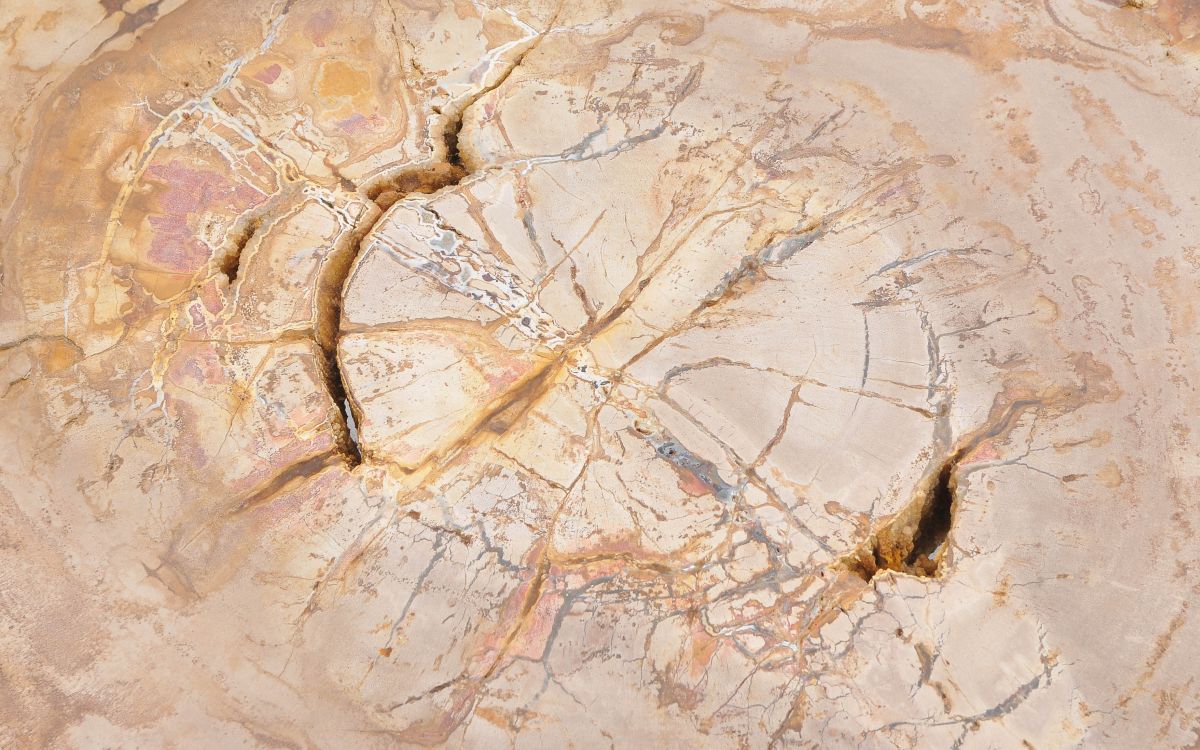 Lastra per tavolino in legno fossile - 43244