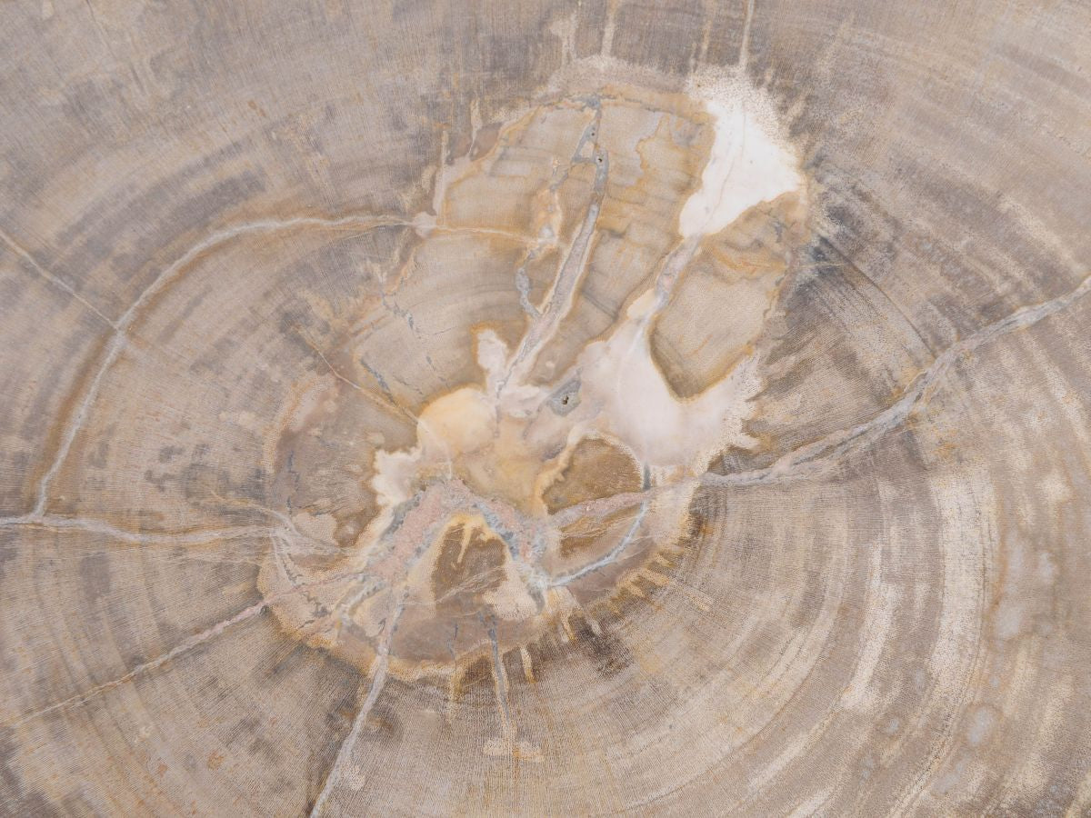 Tavolino tronco in legno pietrificato - 48112