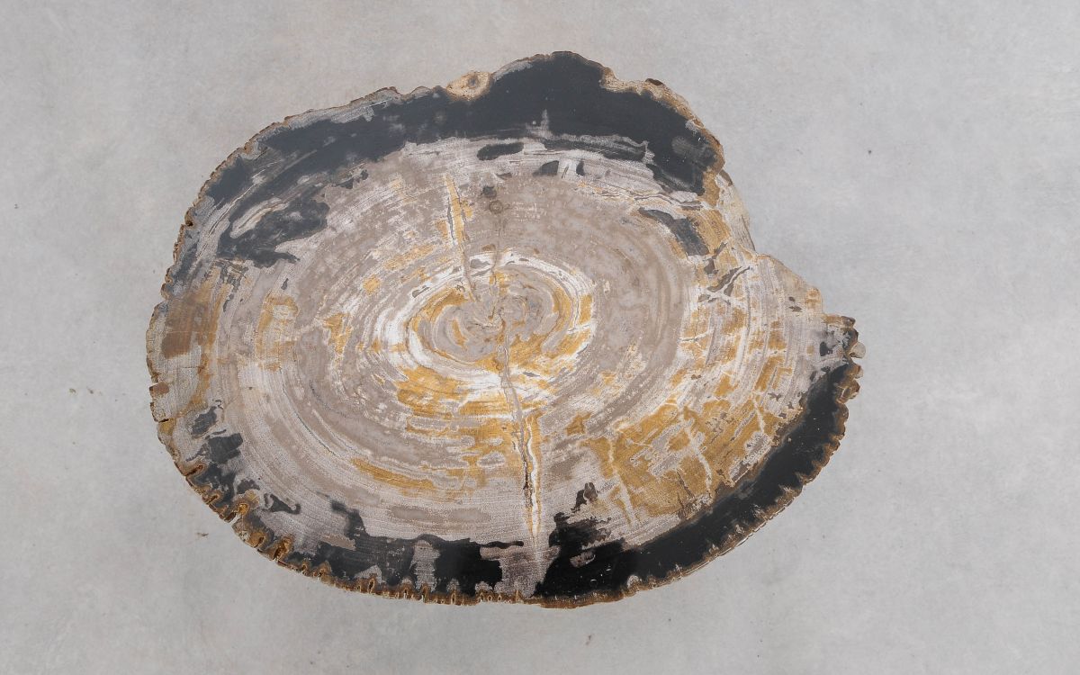 Lastra per tavolino in legno fossile - 49353i