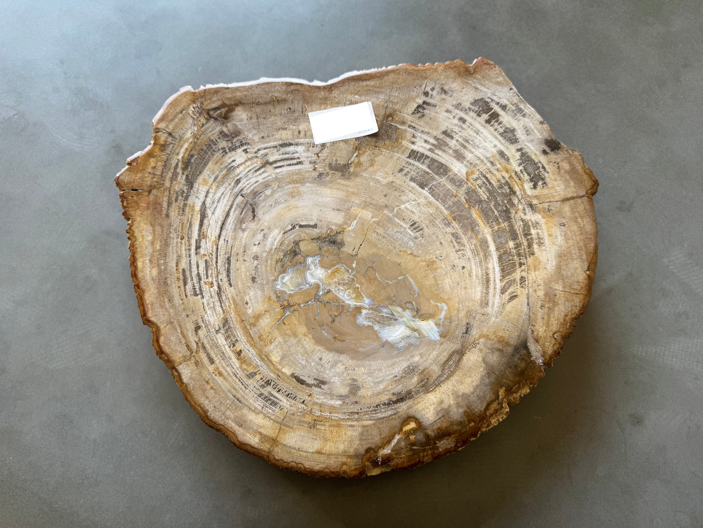 Lastra per tavolino in legno fossile - 50003-1