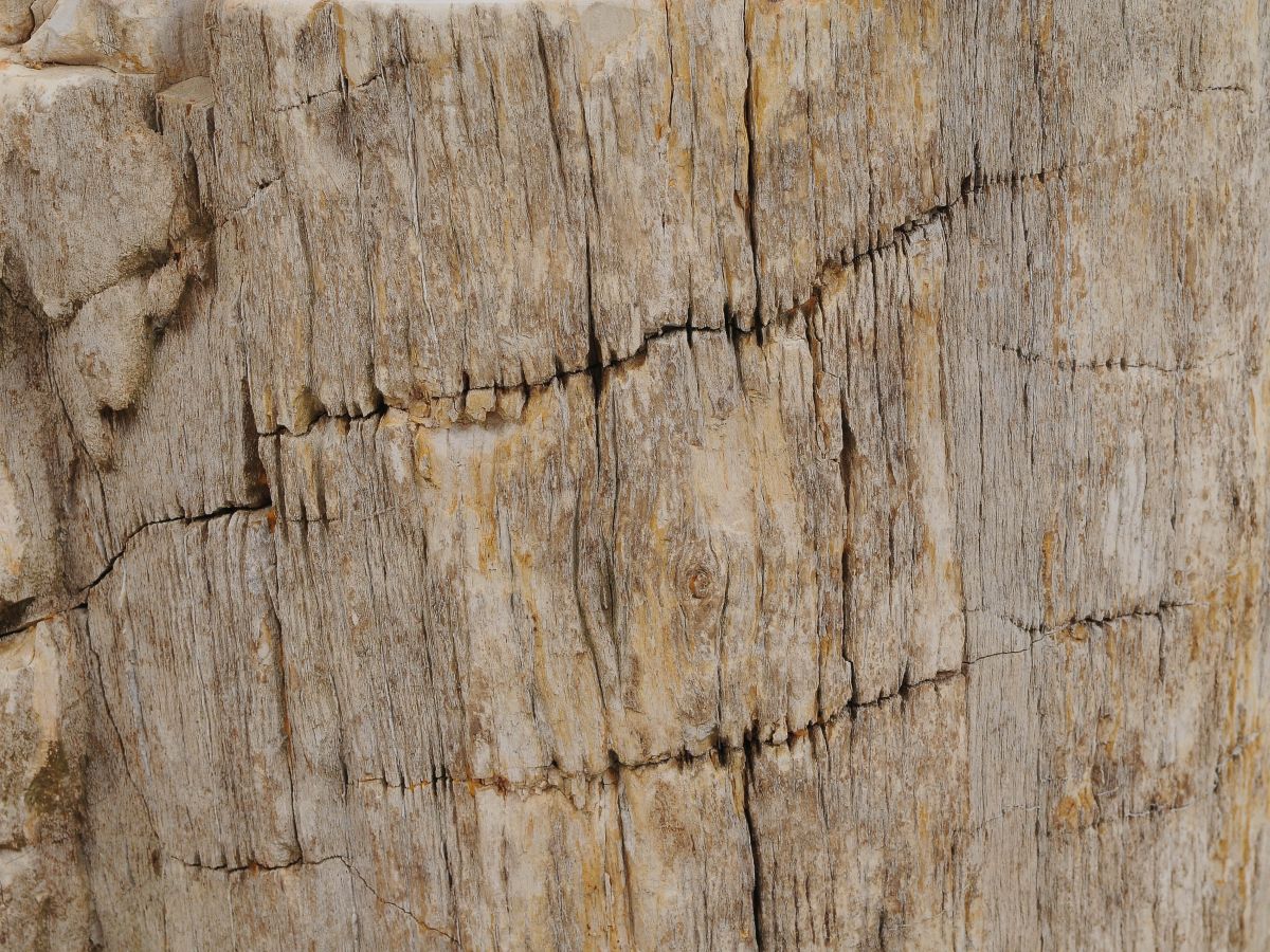 Tavolino tronco in legno pietrificato - 50028