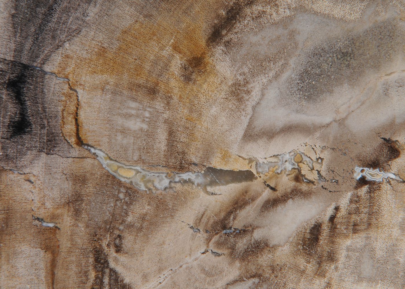 Lastra per tavolino in legno fossile - 51453