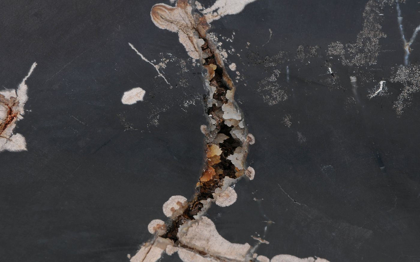 Lastra per tavolino in legno fossile - 52285