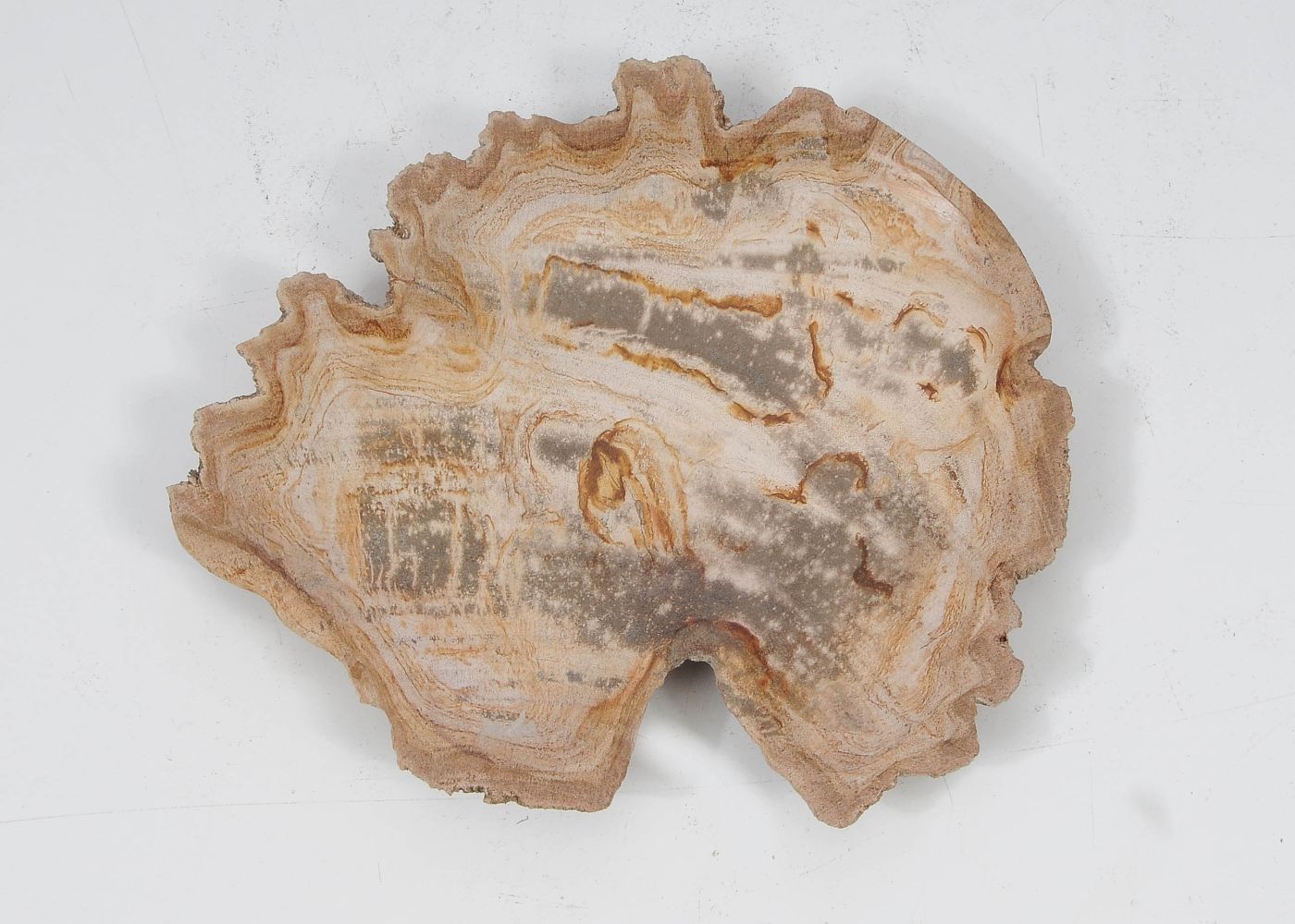 Piatto in legno fossile - 52392