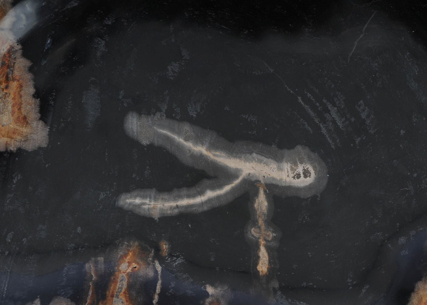 Piatto in legno fossile - 53073