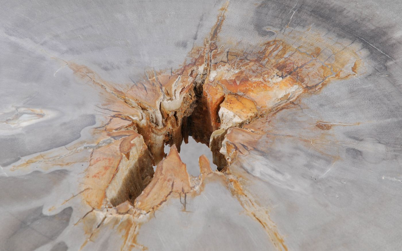 Lastra per tavolino in legno fossile - 55191