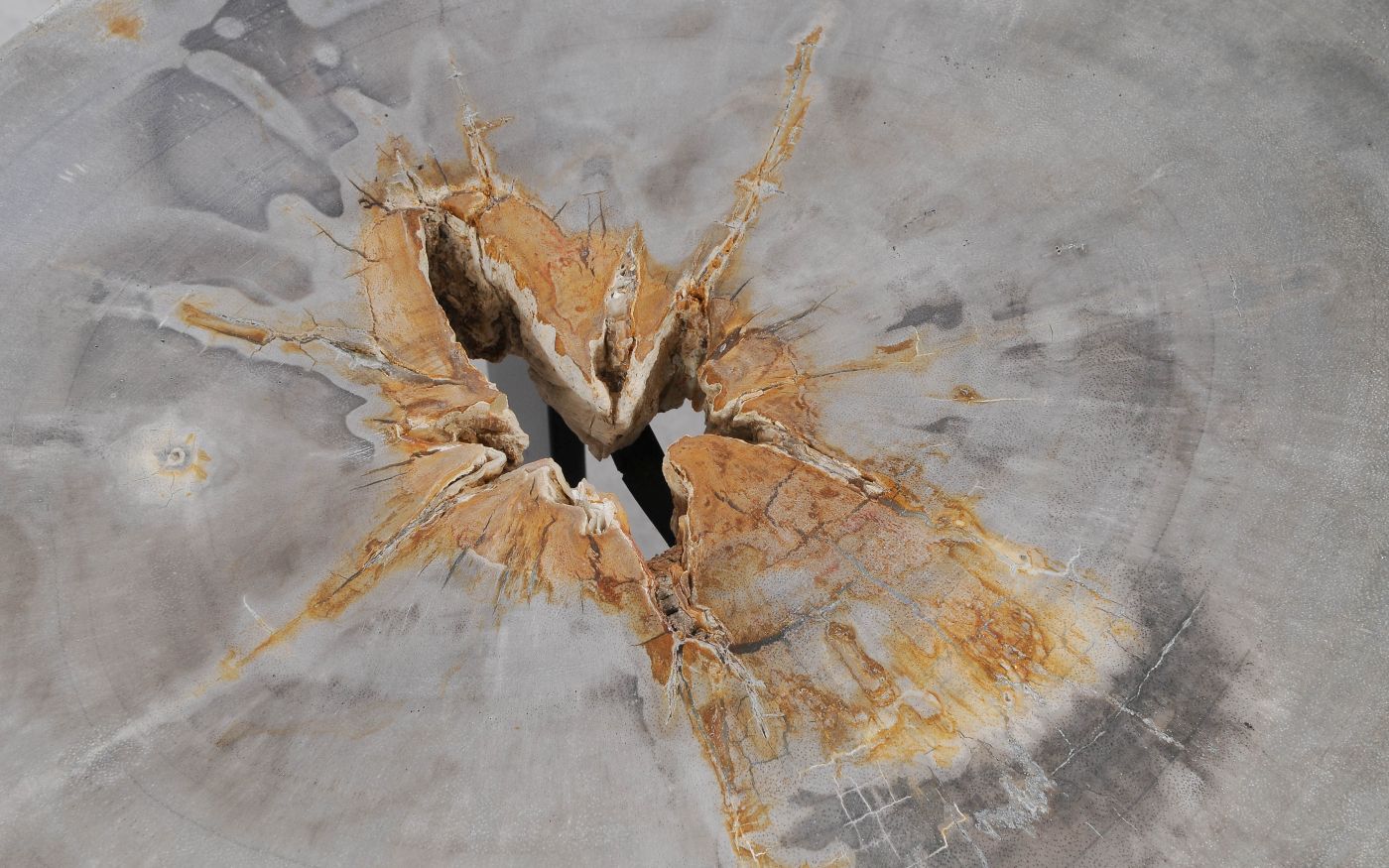 Lastra per tavolino in legno fossile - 55196