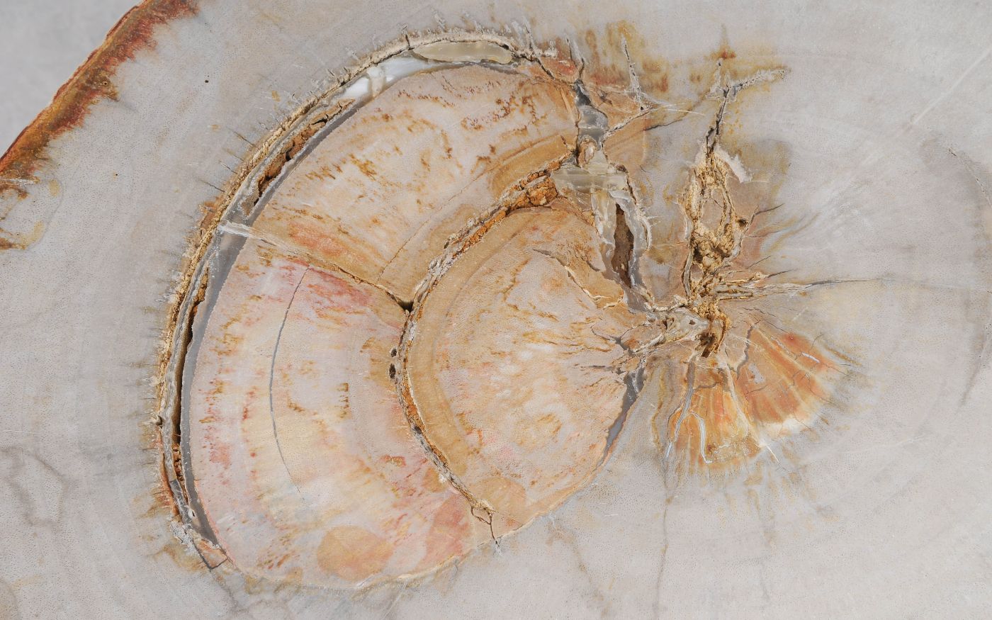 Lastra per tavolino in legno fossile - 55207