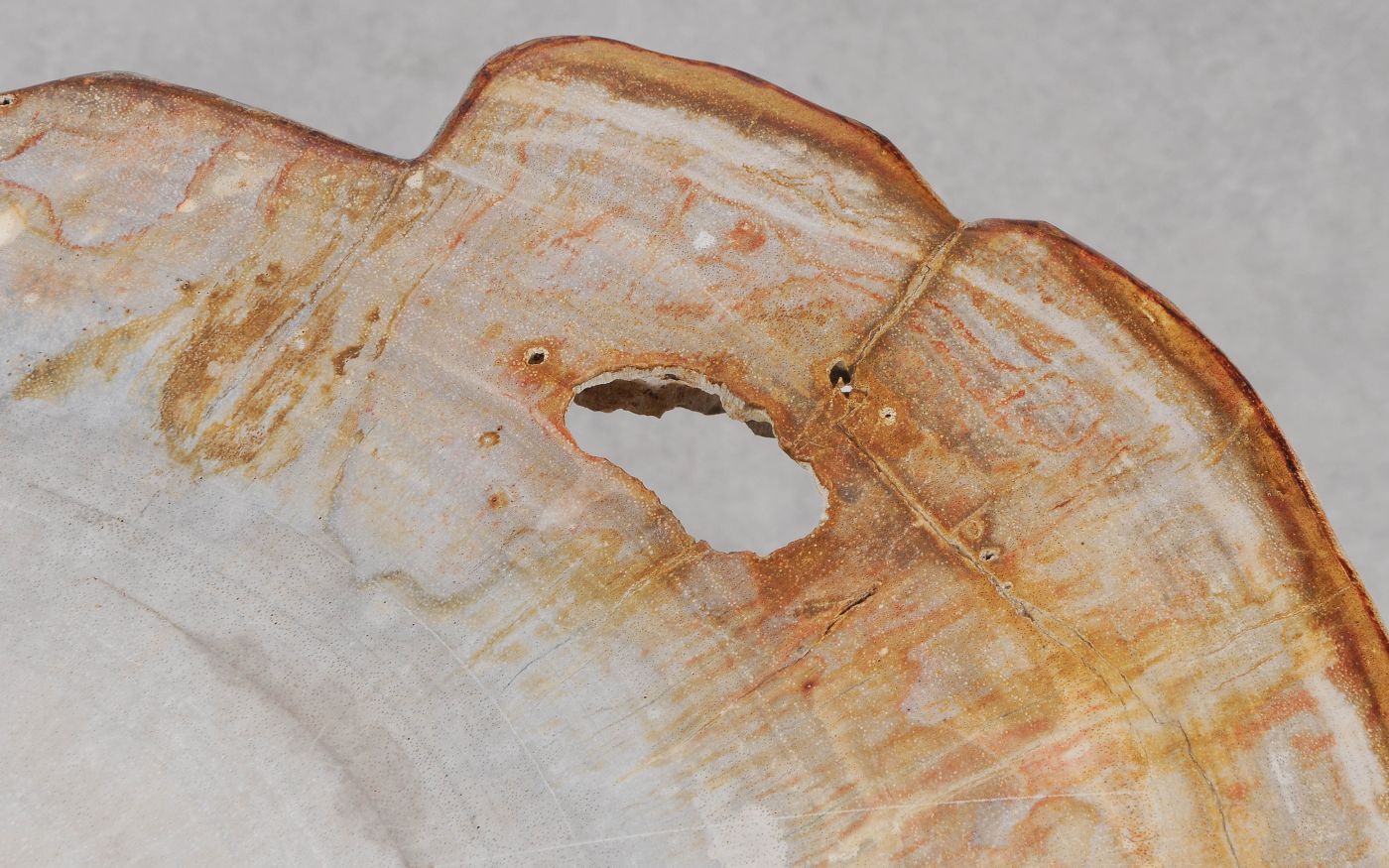 Lastra per tavolino in legno fossile - 55207