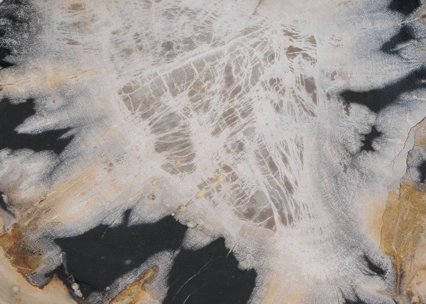 Piatto in legno fossile - 57344