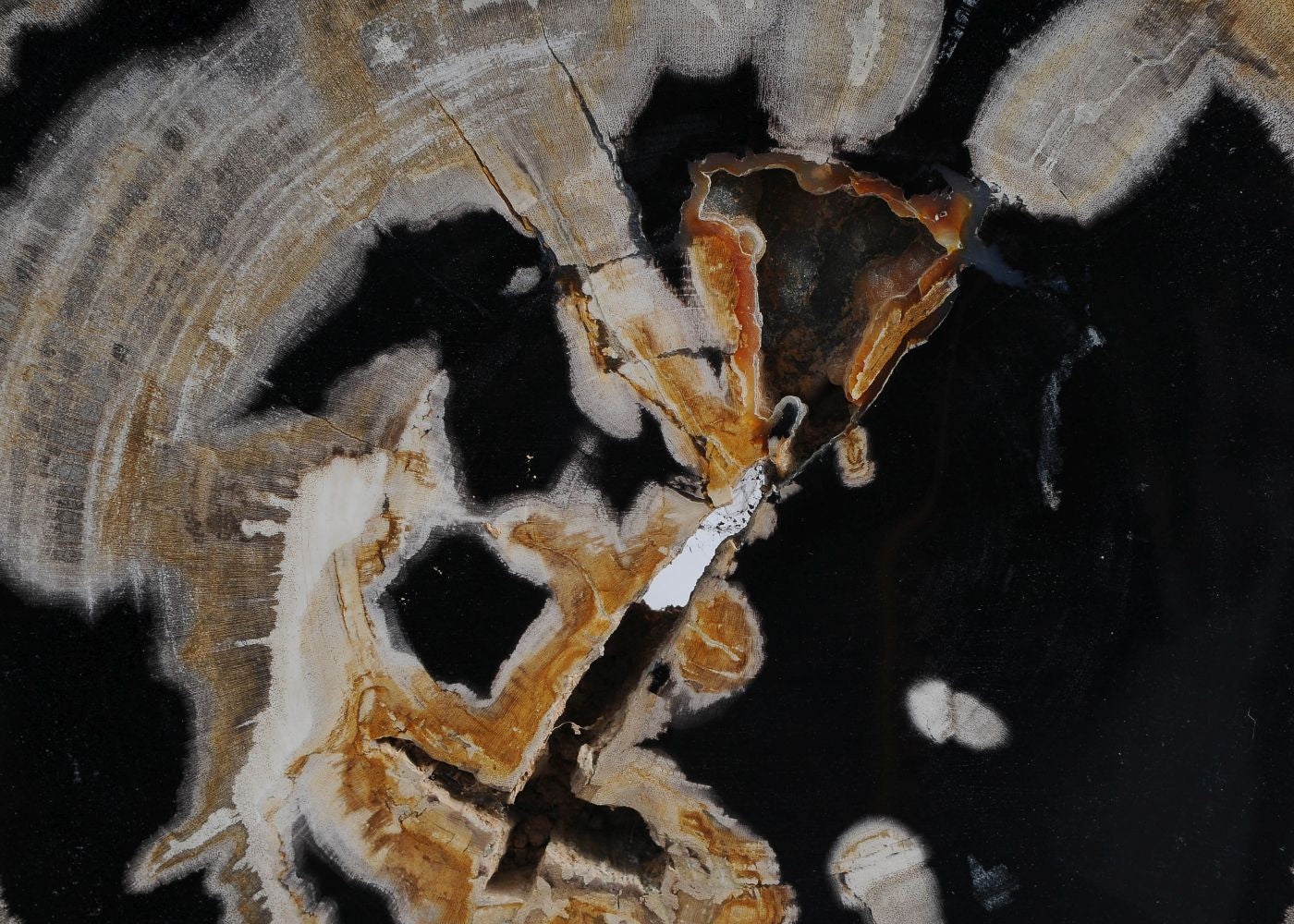 Lastra per tavolino in legno fossile - 59361