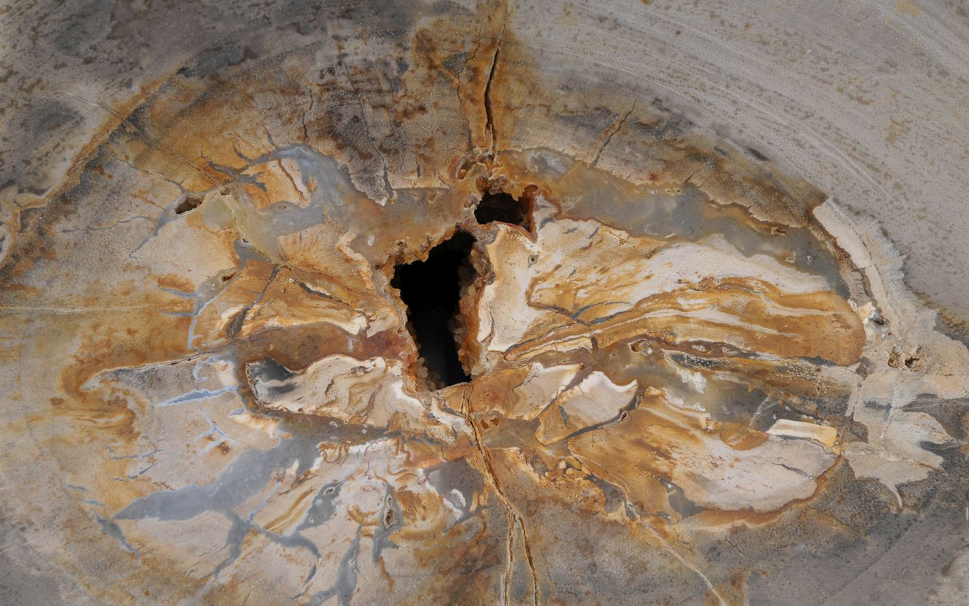 Lastra per tavolino in legno fossile - 60368