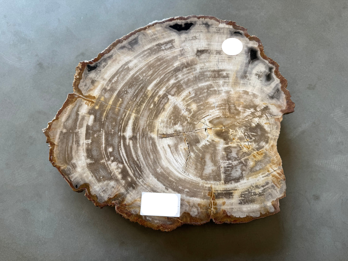 Lastra per tavolino in legno fossile - C1