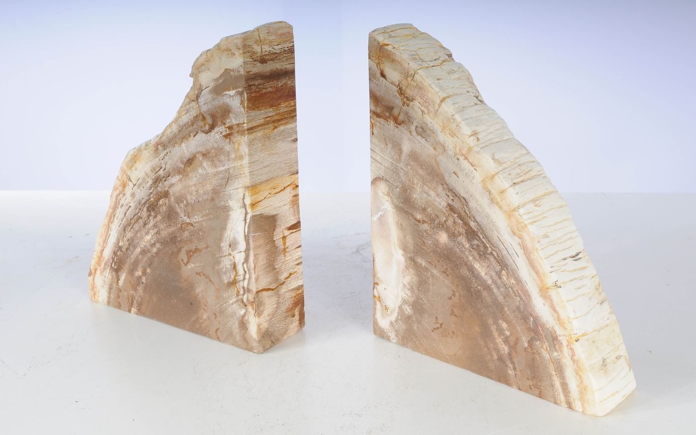 Coppia di fermalibri in legno pietrificato - 53365 - Esotika