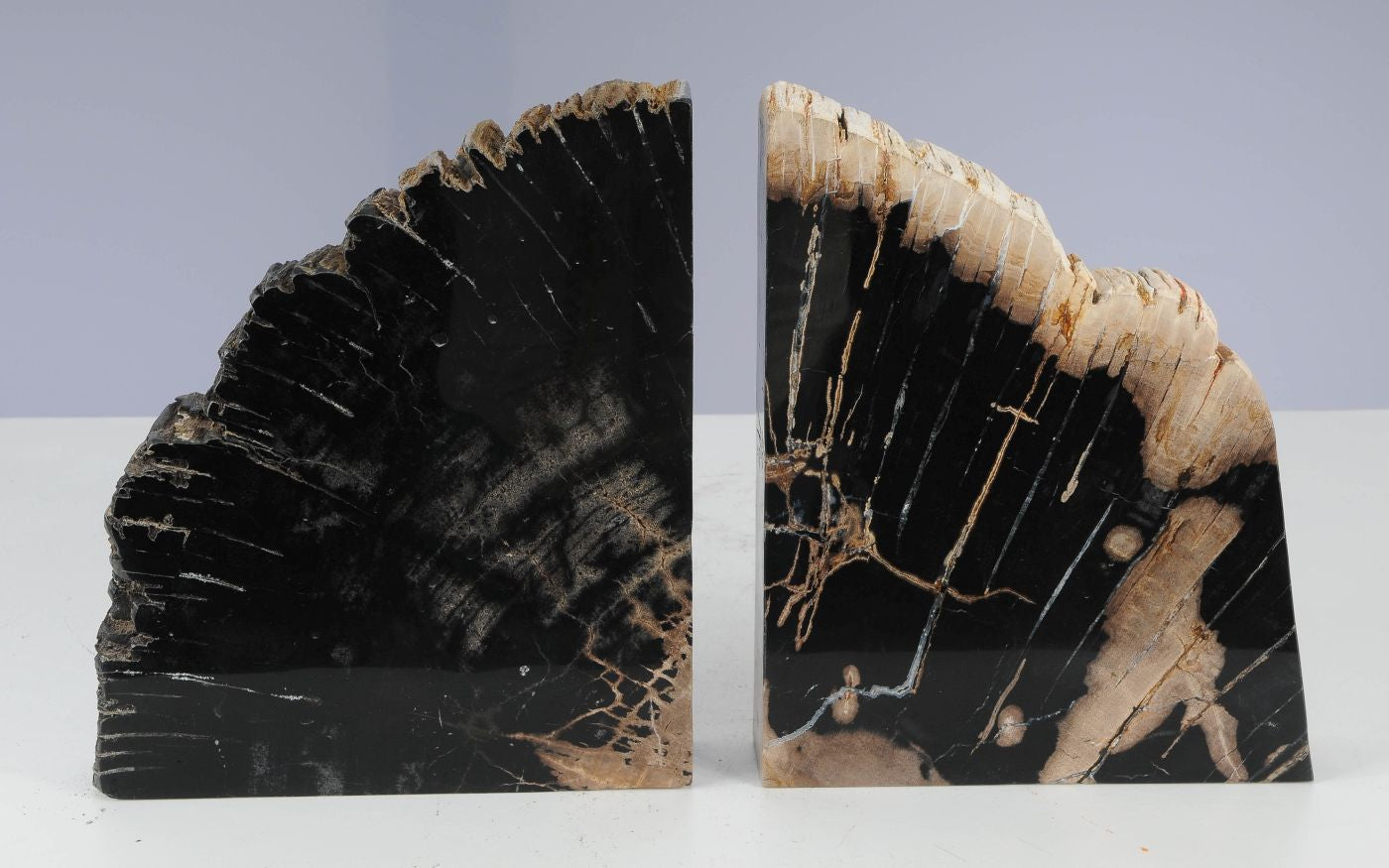 Coppia di fermalibri in legno pietrificato - 53367 - Esotika