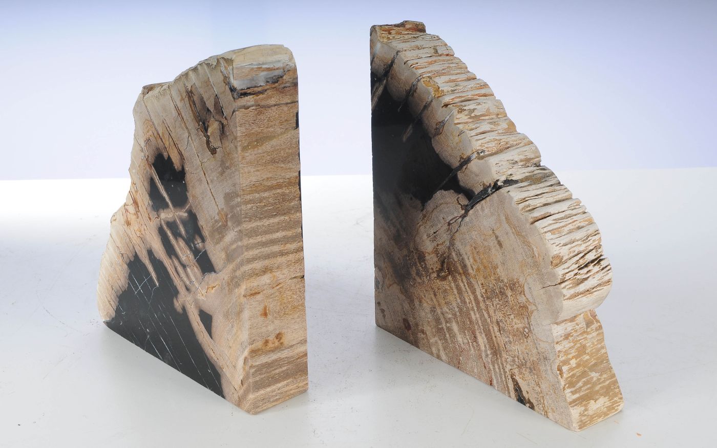 Coppia di fermalibri in legno pietrificato - 53480 - Esotika