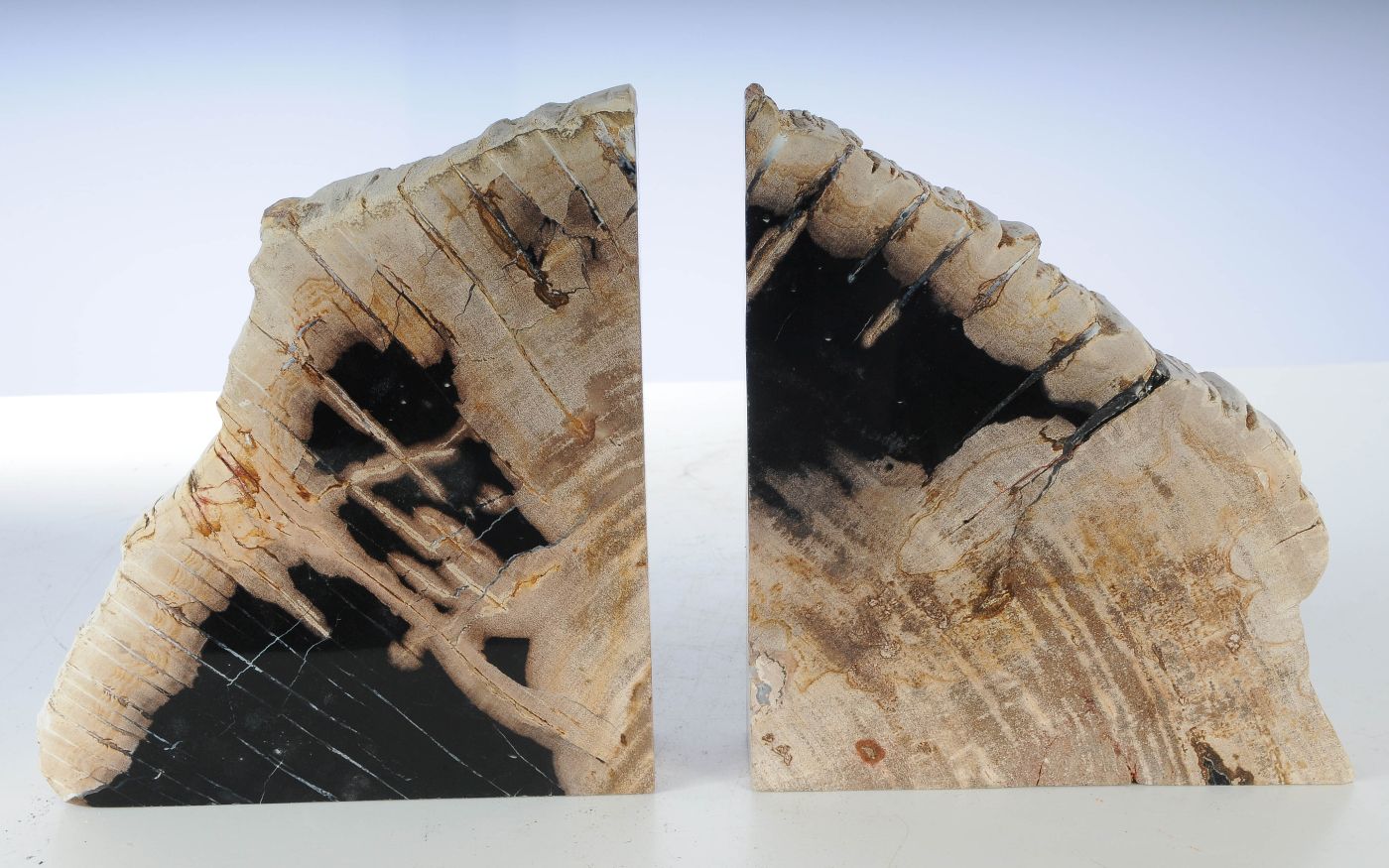 Coppia di fermalibri in legno pietrificato - 53480 - Esotika