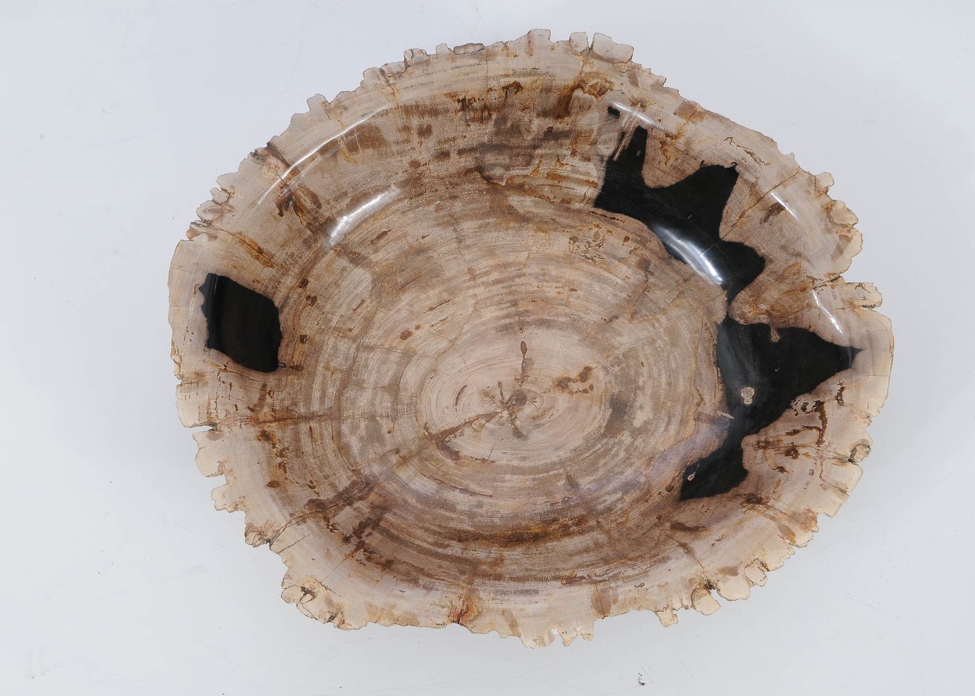 Ciotola in legno pietrificato - 51305 - Esotika