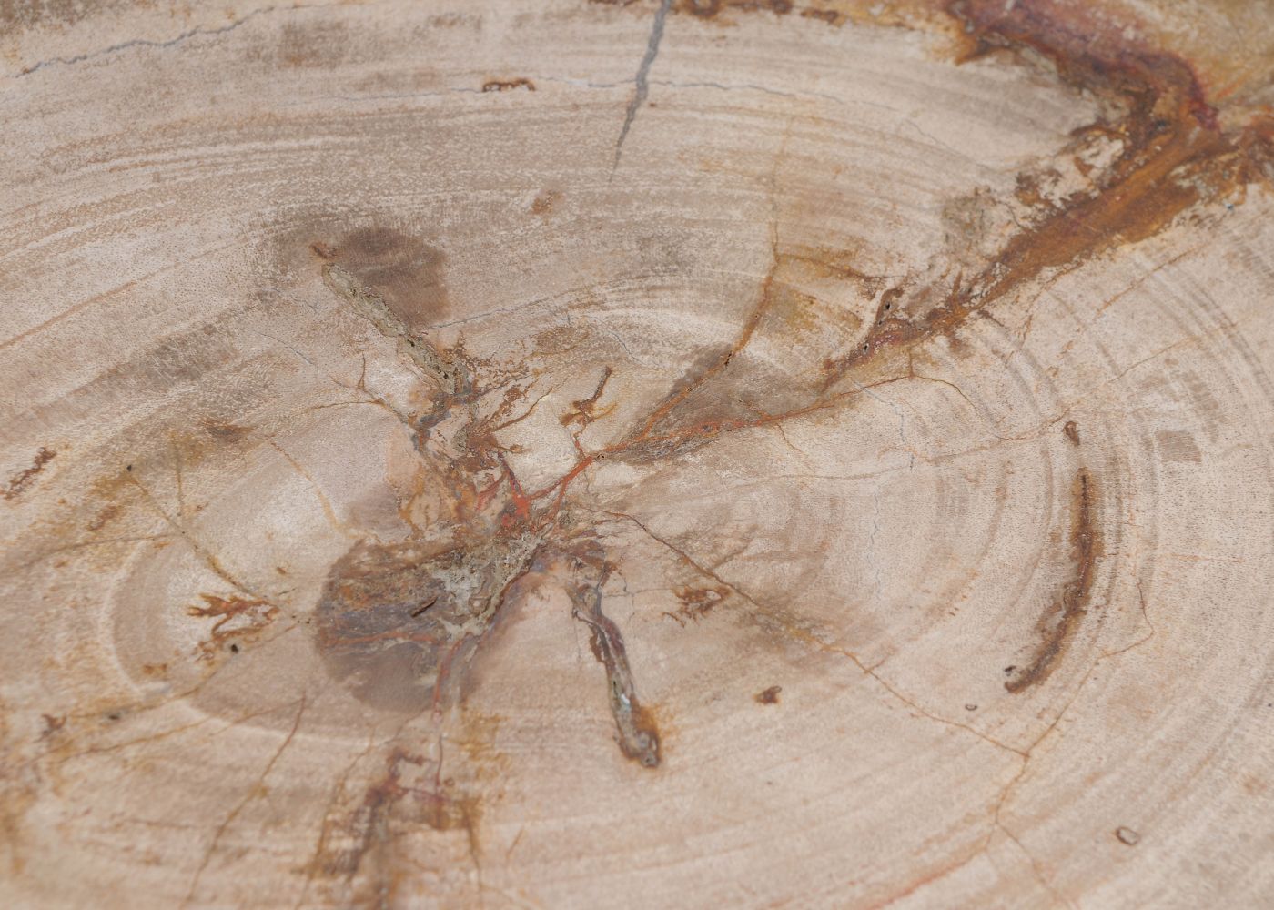 Ciotola in legno pietrificato - 51305 - Esotika