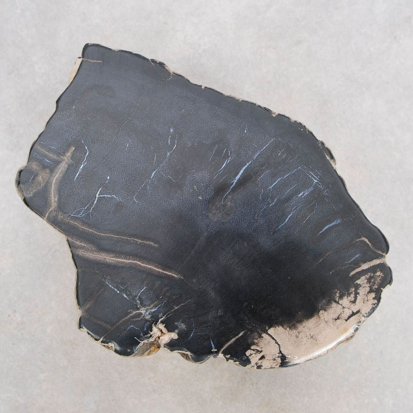 Tavolino tronco in legno pietrificato - 48191 - Esotika