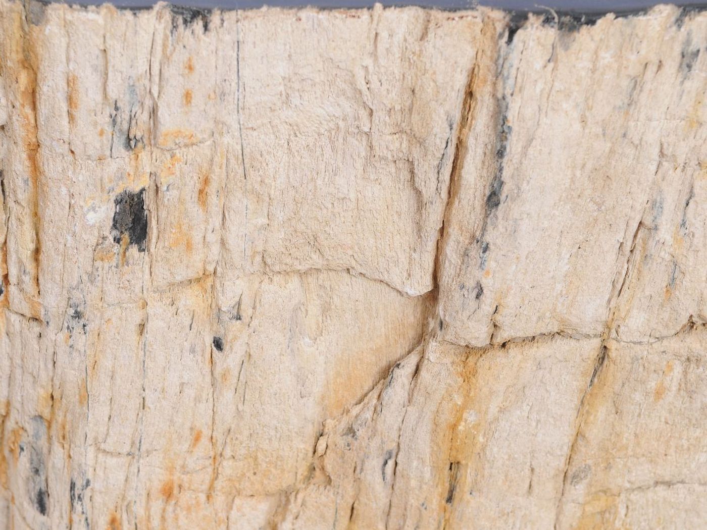 Tavolino tronco in legno pietrificato - 48191 - Esotika