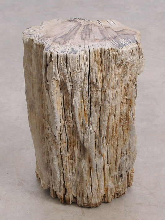 Tavolino tronco in legno pietrificato - 55001 - Esotika