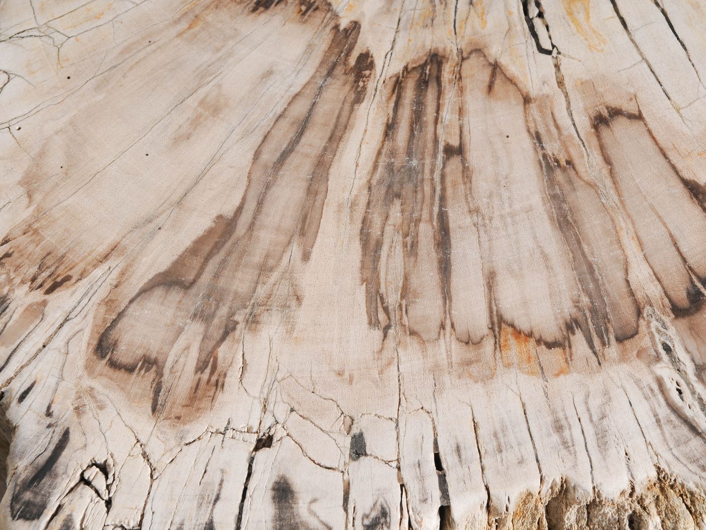 Tavolino tronco in legno pietrificato - 55001 - Esotika