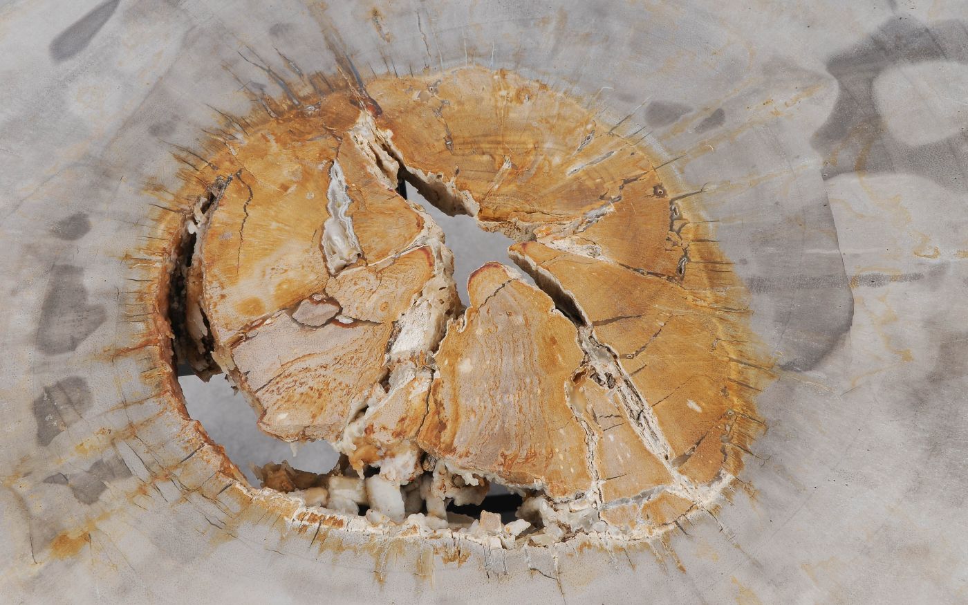 Tavolino caffé in legno pietrificato - 55298 - Esotika