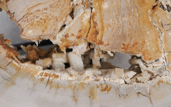 Lastra per tavolo in legno fossile - 55298