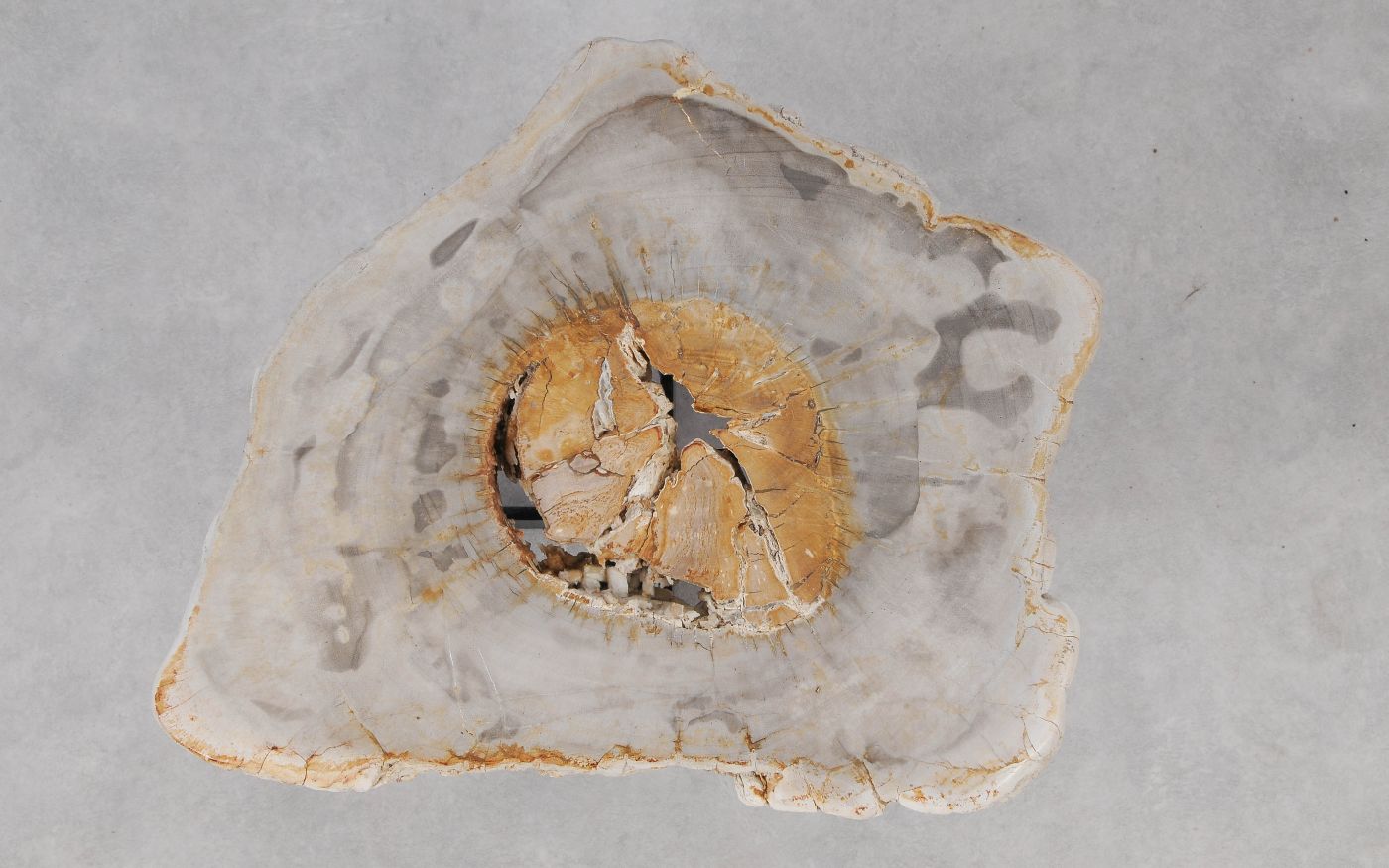 Tavolino caffé in legno pietrificato - 55298 - Esotika