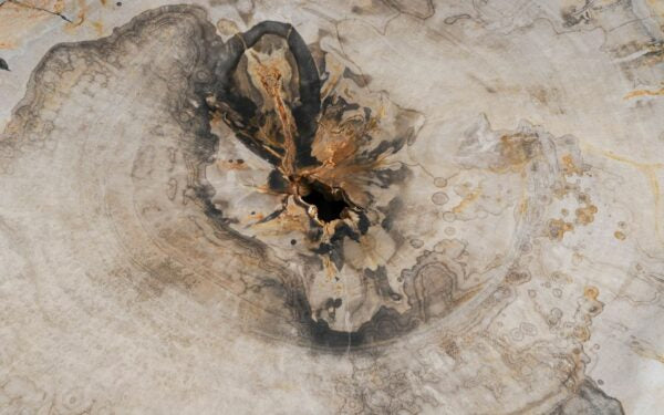 Tavolino caffè in legno pietrificato - 57223 - Esotika