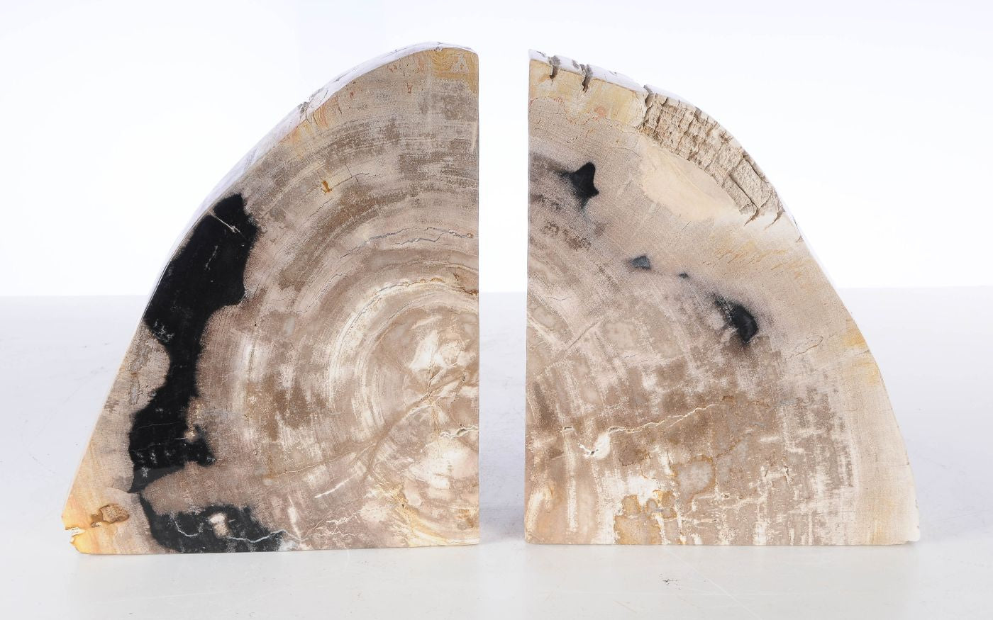 Coppia di fermalibri in legno pietrificato - 53370 - Esotika