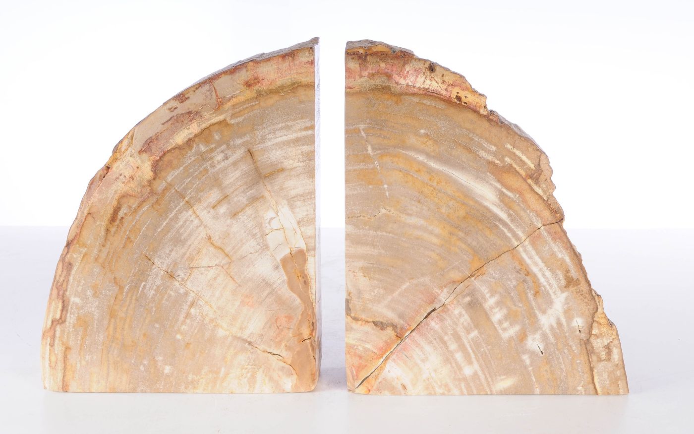 Coppia di fermalibri in legno pietrificato - 53372 - Esotika