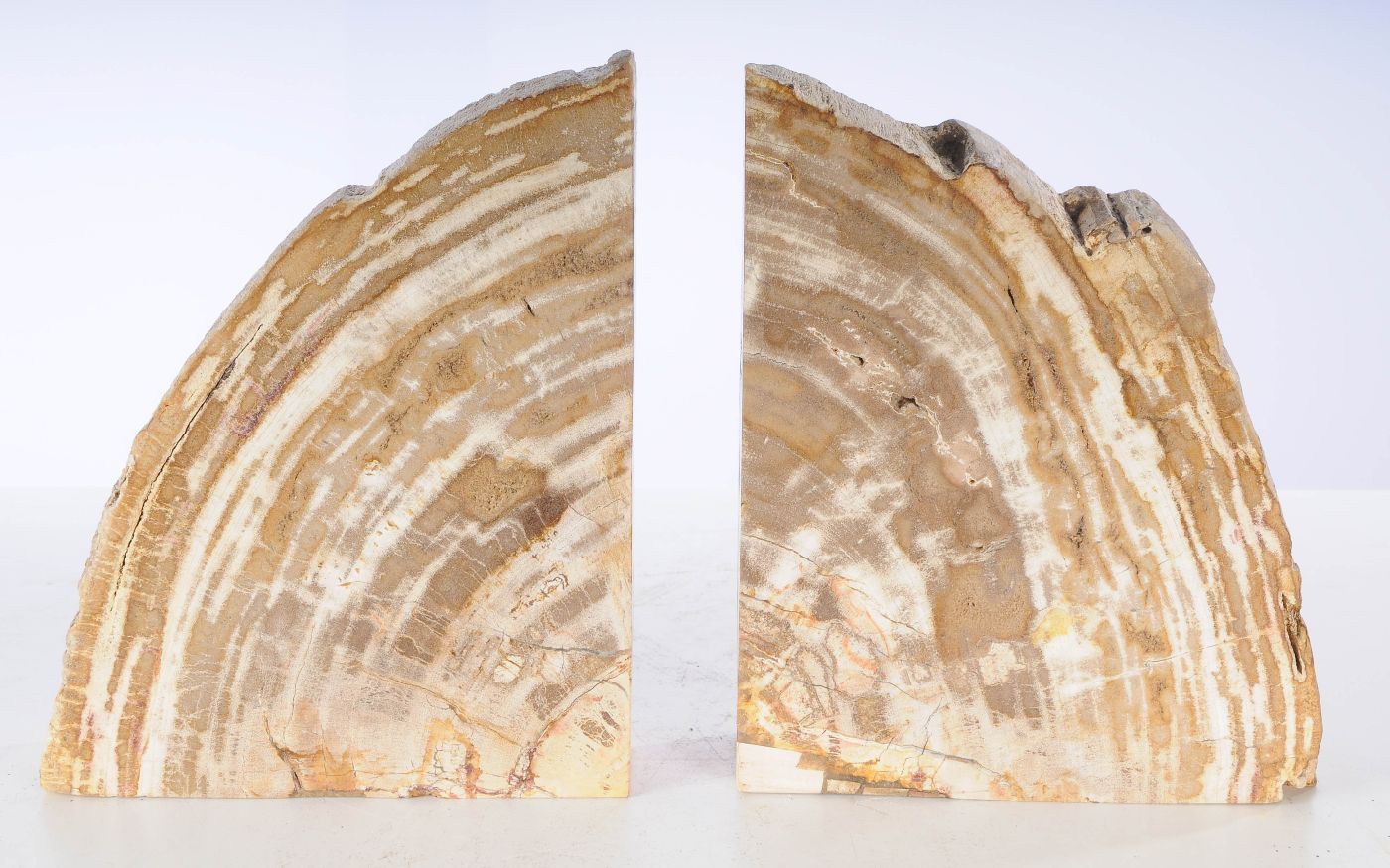 Coppia di fermalibri in legno pietrificato - 53374 - Esotika