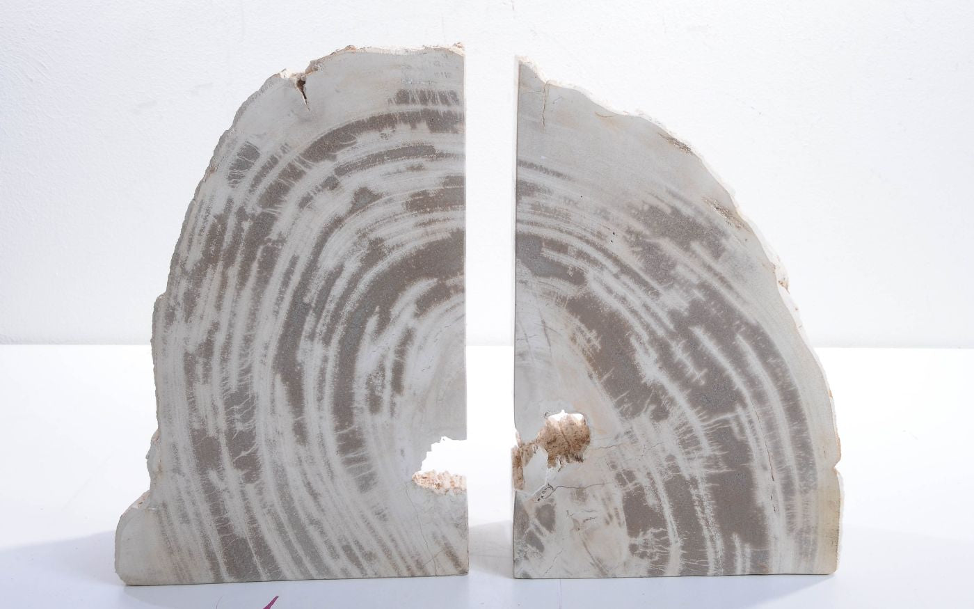 Coppia di fermalibri in legno pietrificato - 42286 - Esotika