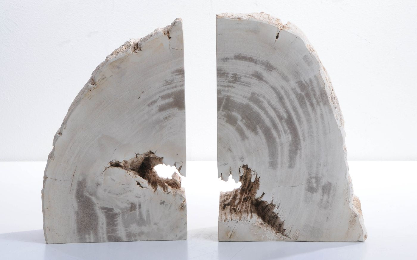 Coppia di fermalibri in legno pietrificato - 42286 - Esotika