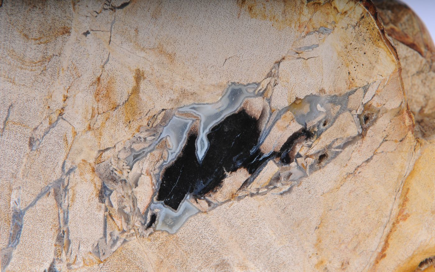 Coppia di fermalibri in legno pietrificato - 53368 - Esotika