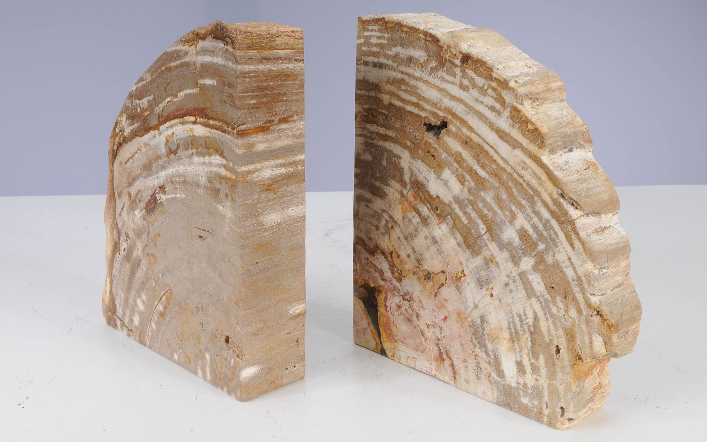 Coppia di fermalibri in legno pietrificato - 53383 - Esotika