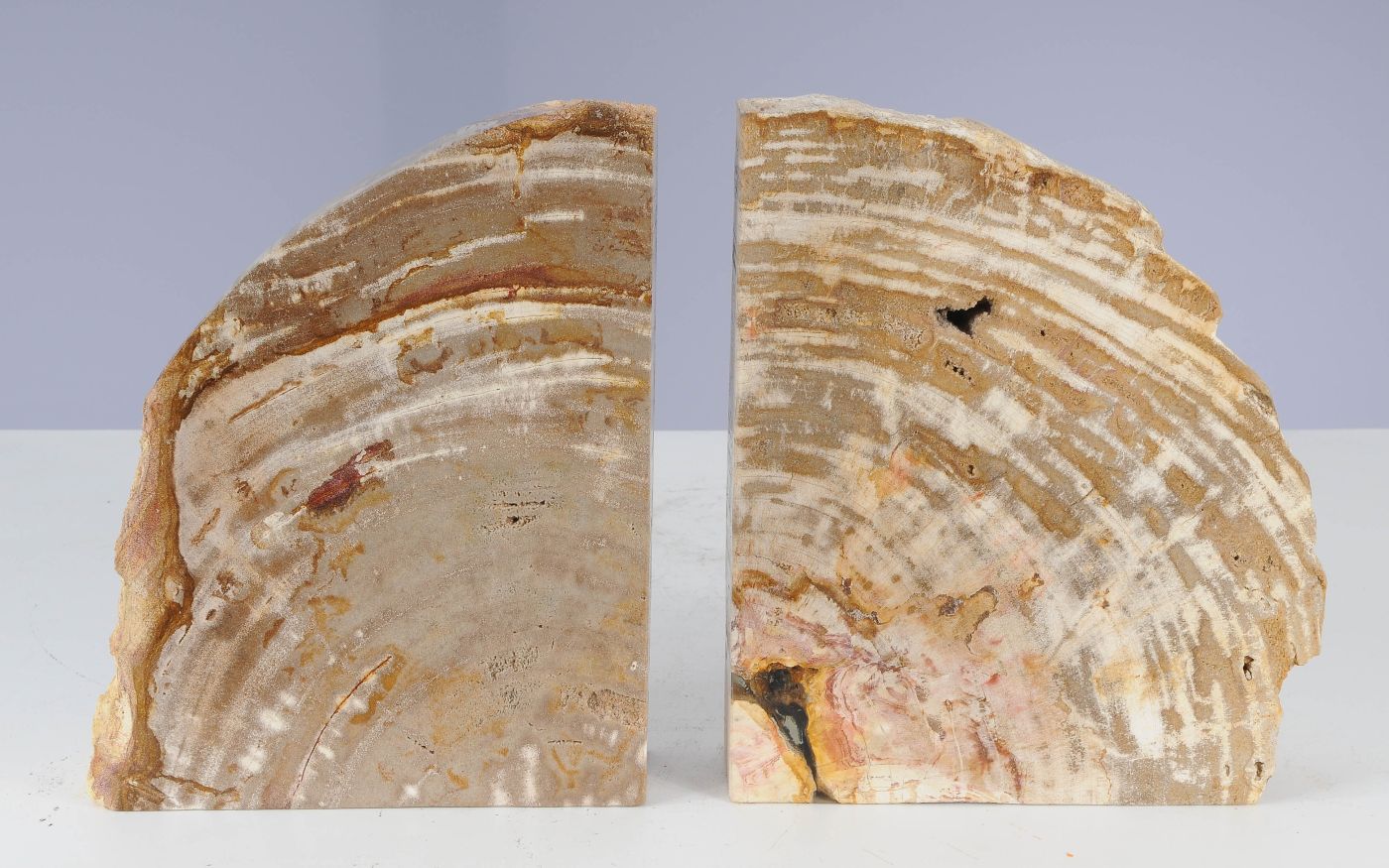 Coppia di fermalibri in legno pietrificato - 53383 - Esotika