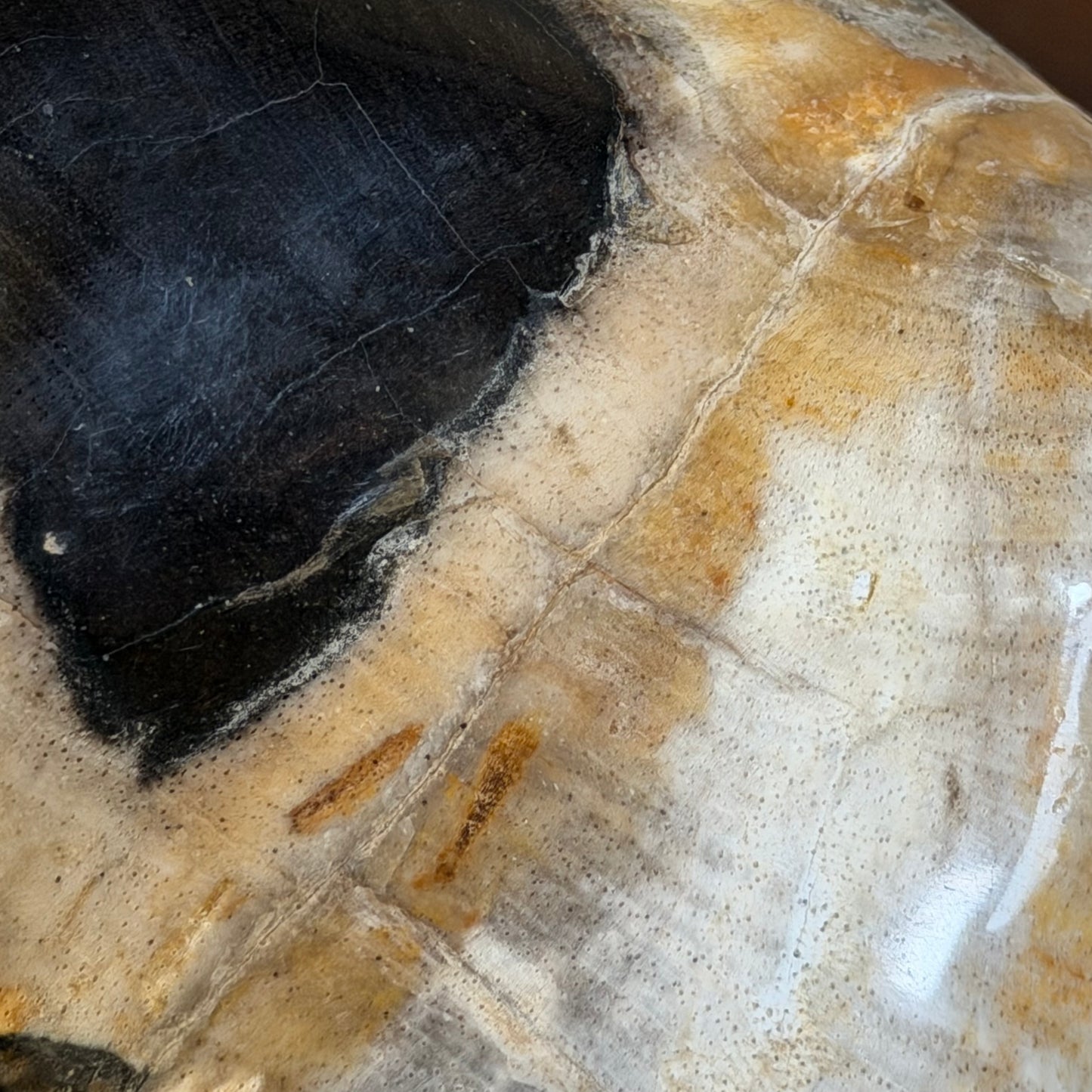 Scultura in legno fossile - 50007 B