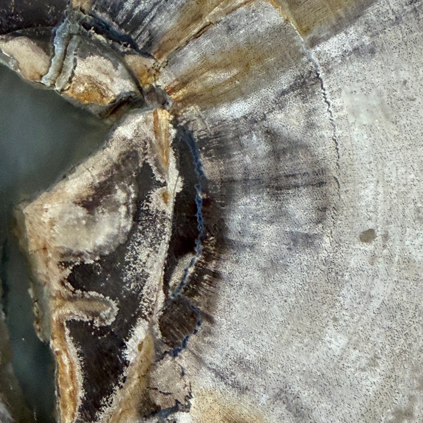 Piatto in legno fossile - 50004 A