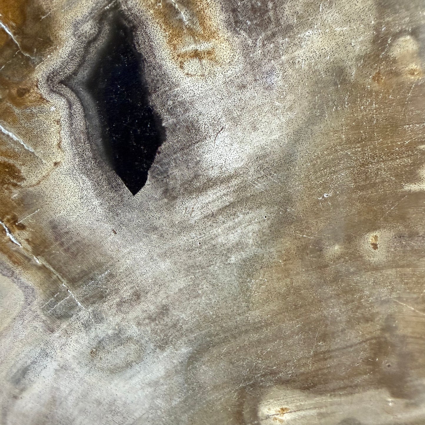 Lastra per tavolino in legno fossile - 50003 F
