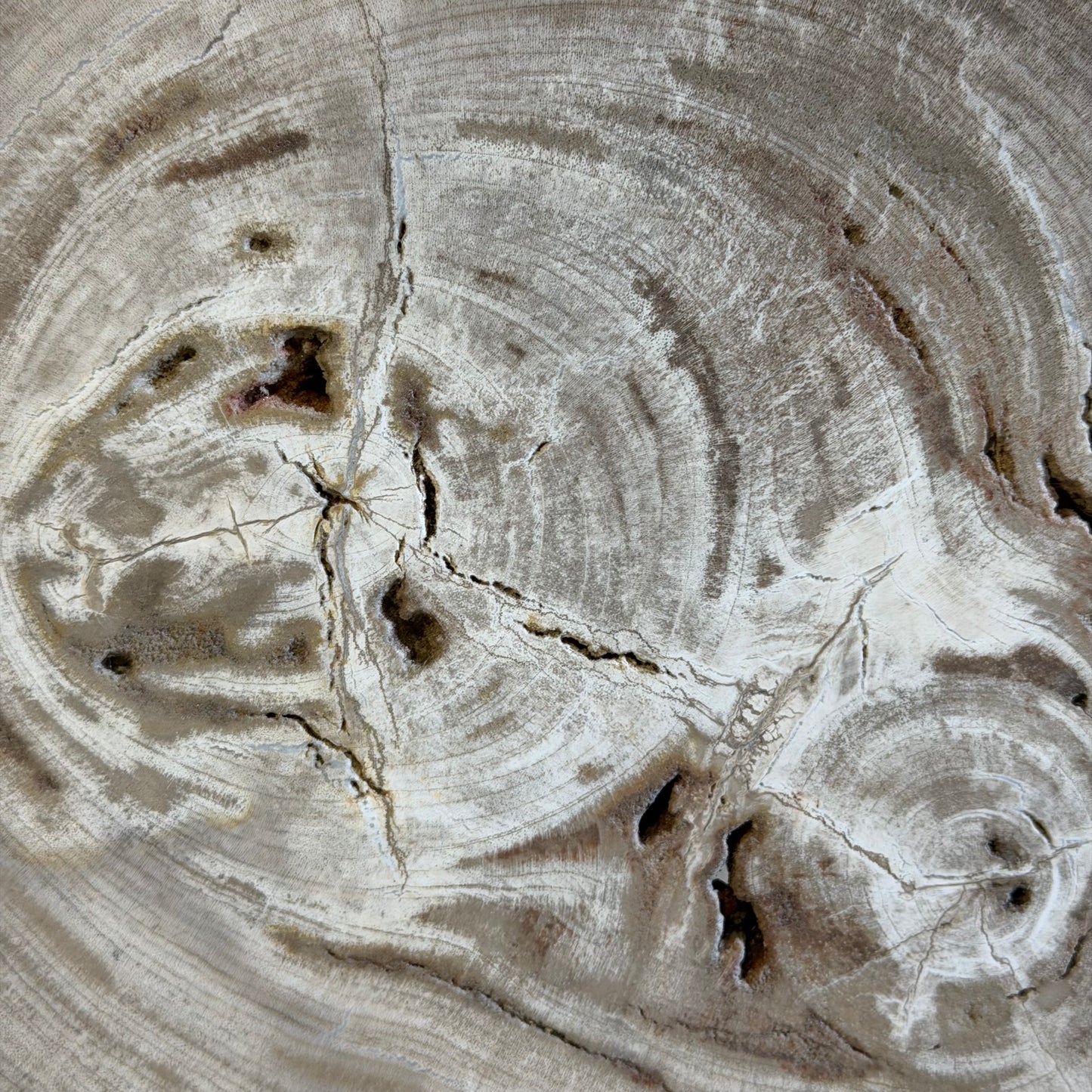 Lastra per tavolino in legno fossile - 50003 B