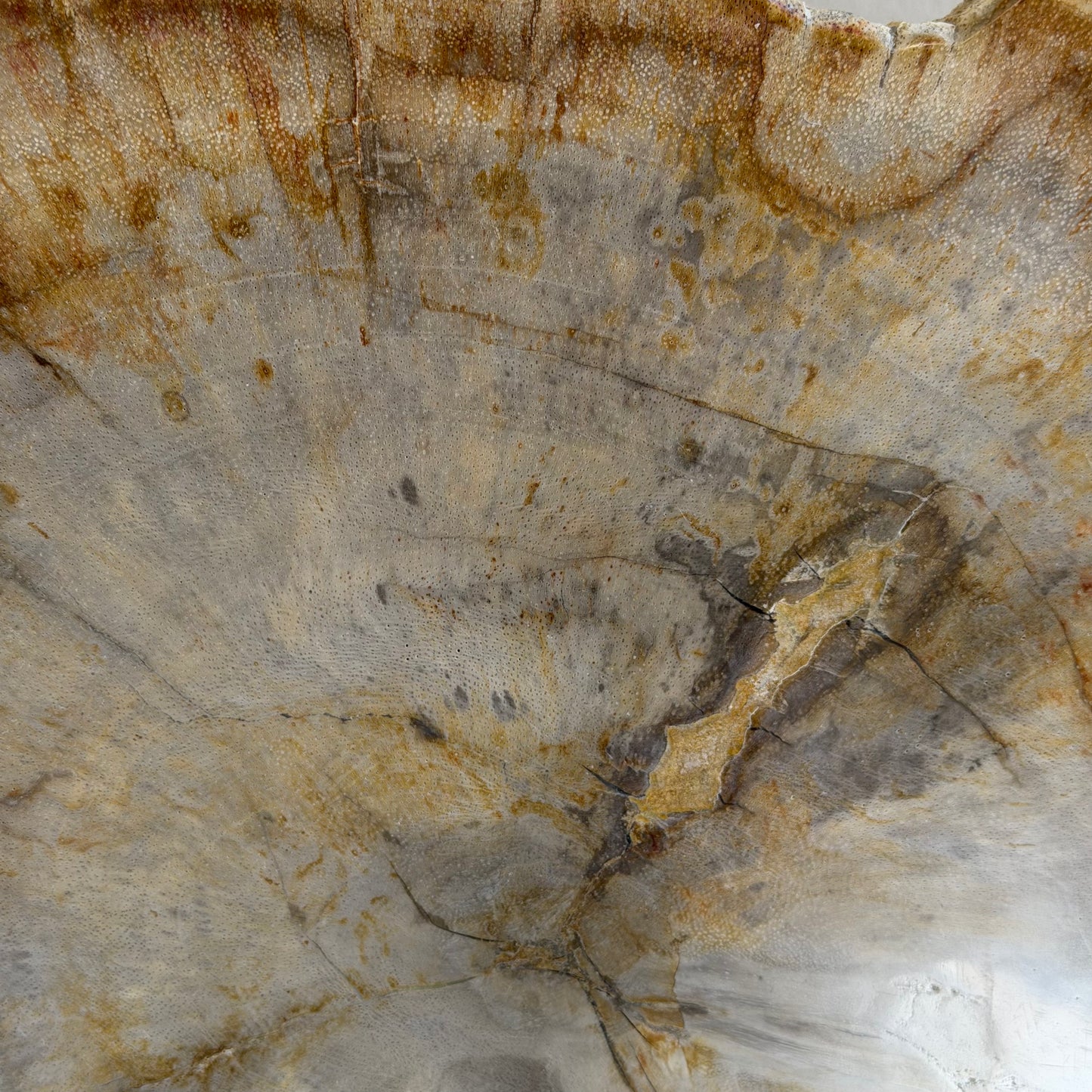 Lastra per tavolino in legno fossile - 50003 E