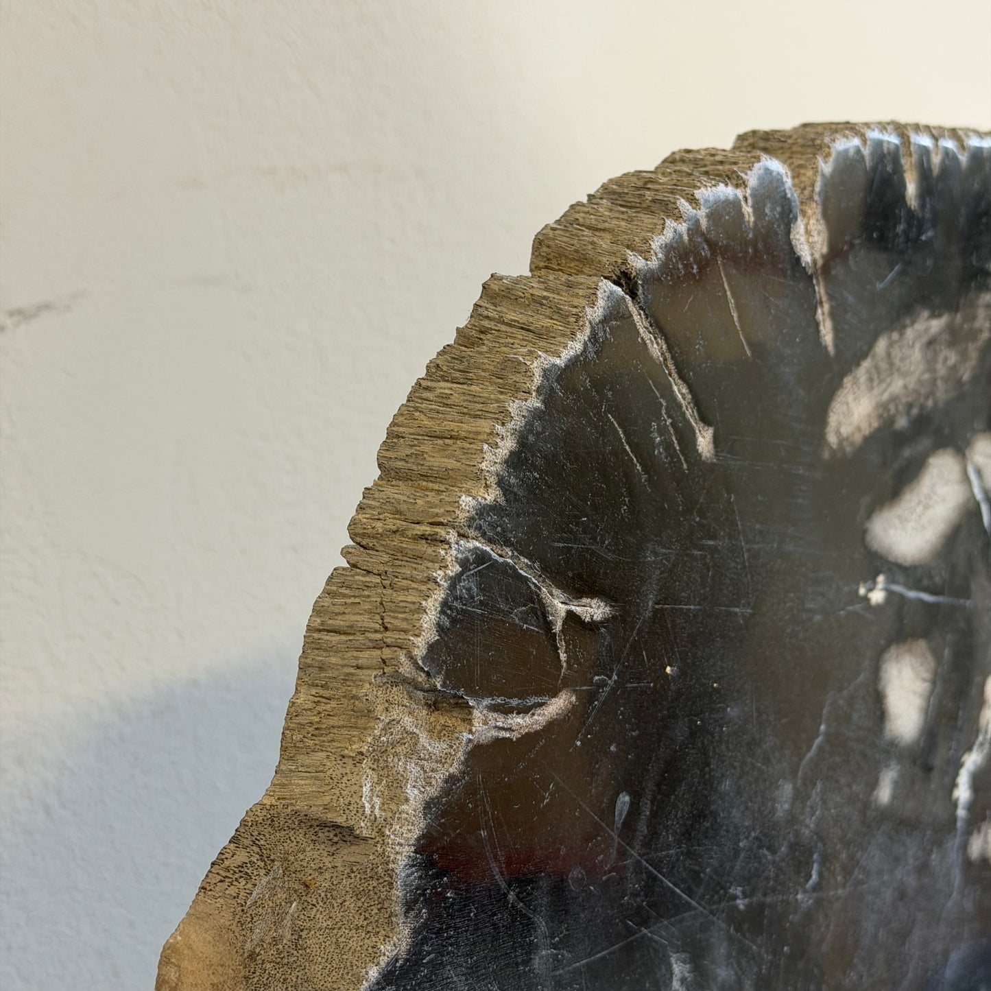 Lastra per tavolino in legno fossile - 50003 D